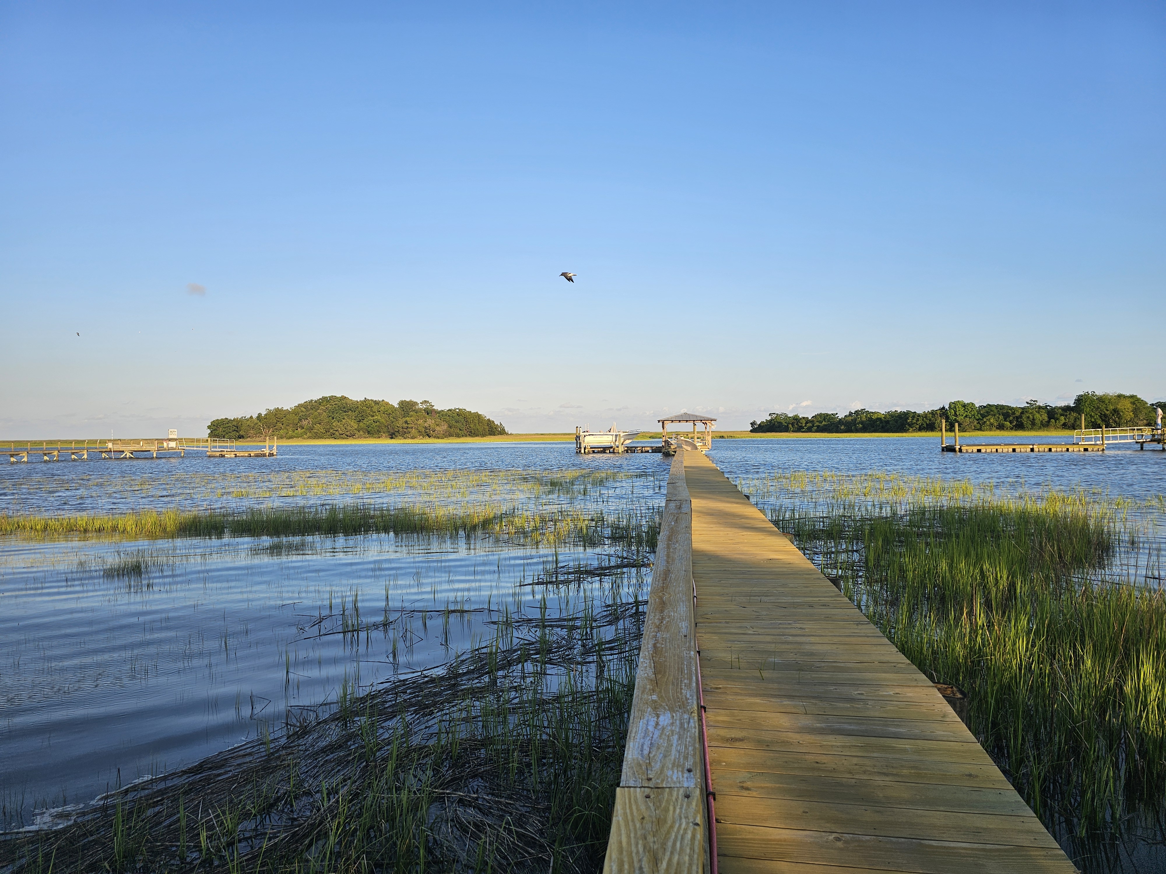 Honey-gold dock at high tide with pelican mid-flight and boathouse beyond